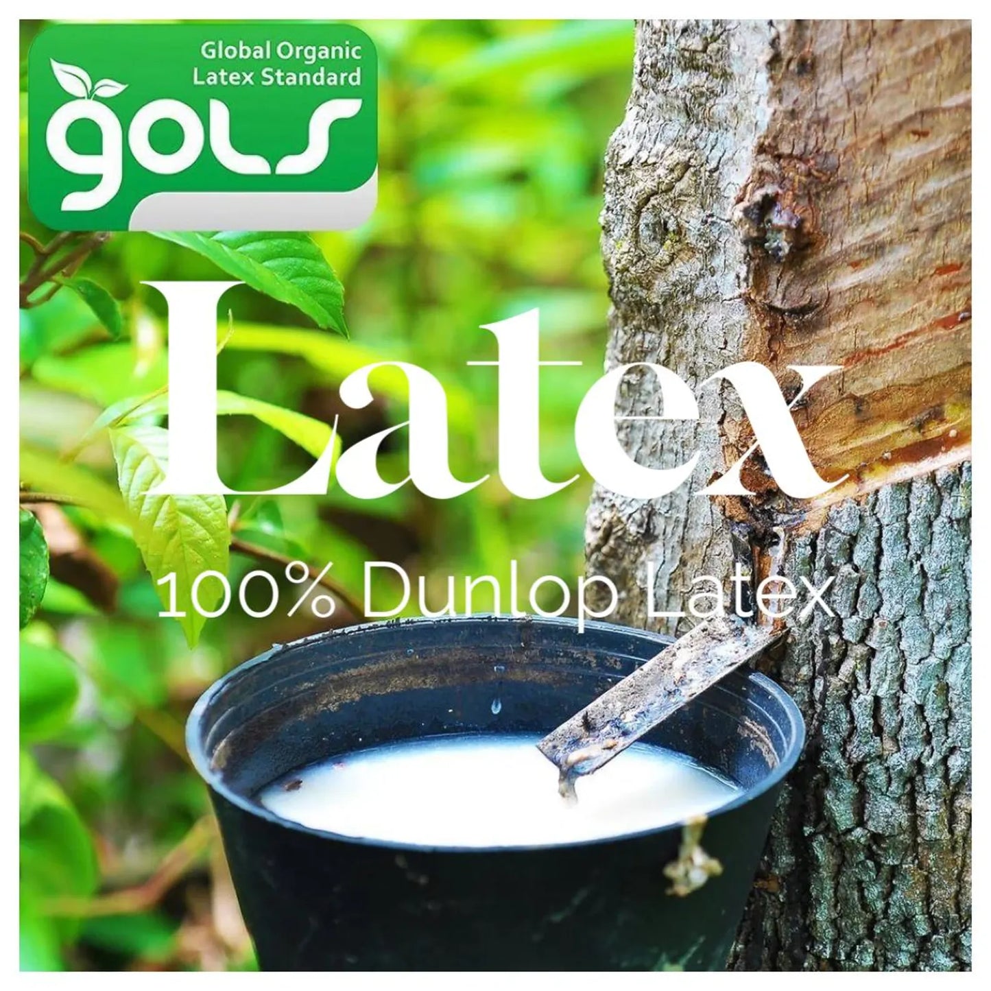 DUNLOP LATEX MEDIUM (ILD30) 2''